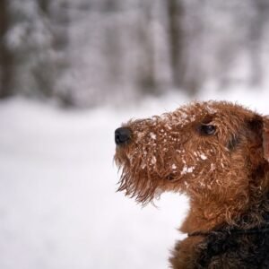 Airedale Terrier Tote