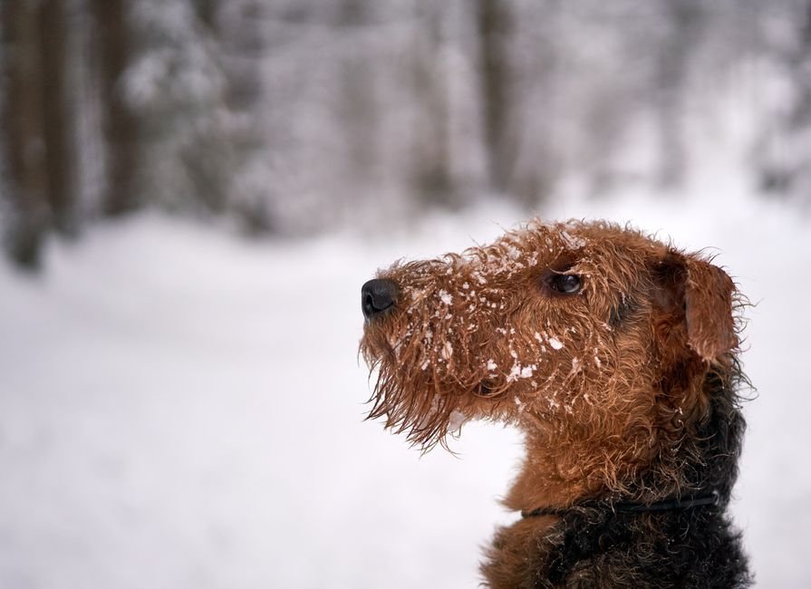 Airedale Terrier Tote