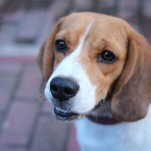 Beagle Tote