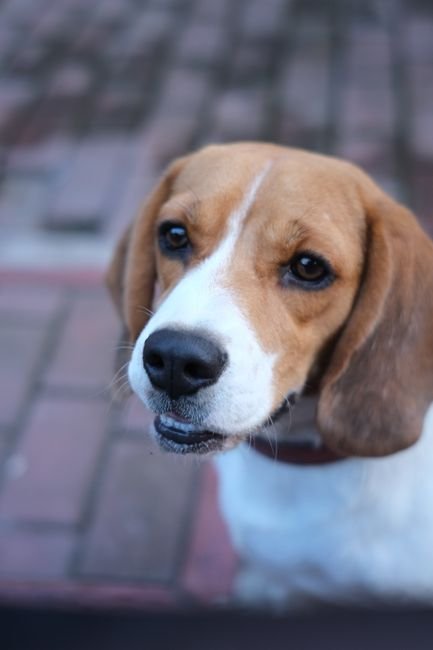 Beagle Tote