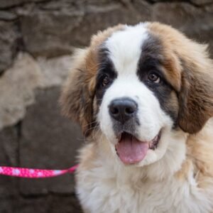 Saint Bernard Tote