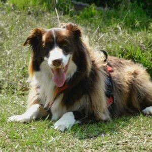 Border Collie Tote