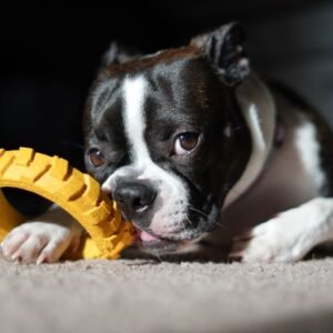 Boston Terrier Tote