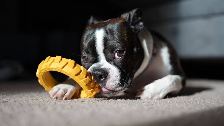 Boston Terrier Tote