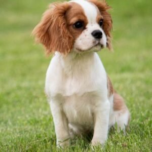 Cavalier King Charles Spaniel Tote