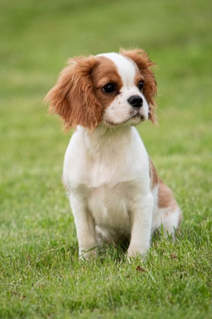 Cavalier King Charles Spaniel Tote