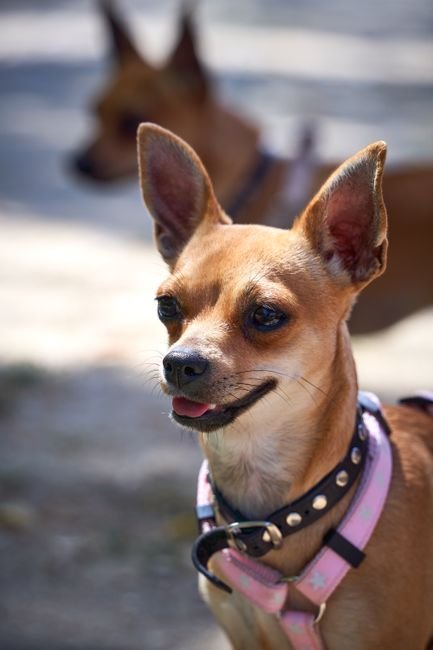Chihuahua Tote