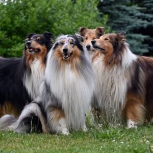 Collie Tote
