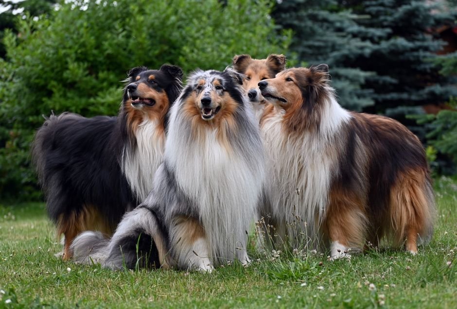 Collie Tote