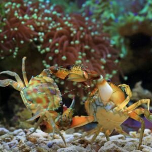 Crab Tote