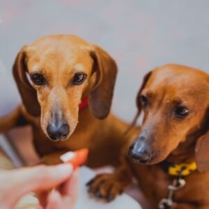Dachshund Tote