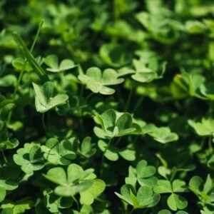 Field of Shamrocks Tote