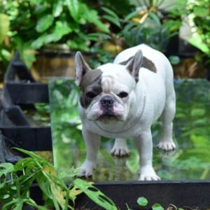 French Bulldog Tote