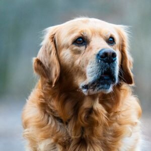 Golden Retriever Tote