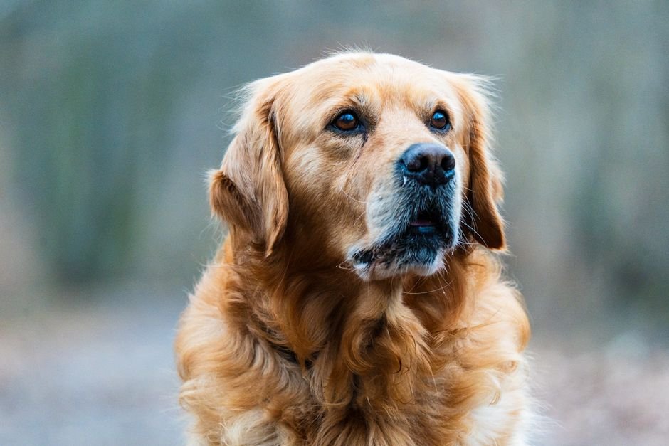 Golden Retriever Tote