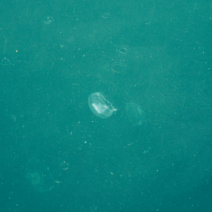 Jellyfish Tote