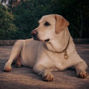 Labrador Retriever Tote