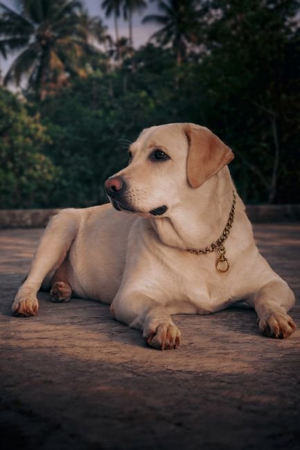 Labrador Retriever Tote