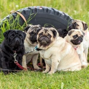 Pug Tote