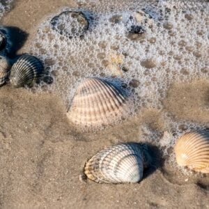 Seashells Tote