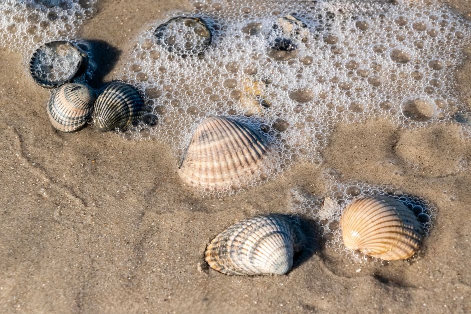 Seashells Tote