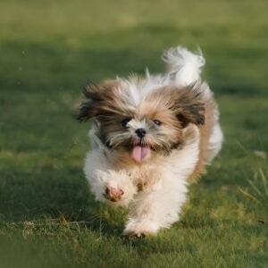 Shih Tuz Tote