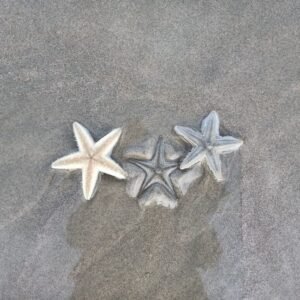 Starfish Tote