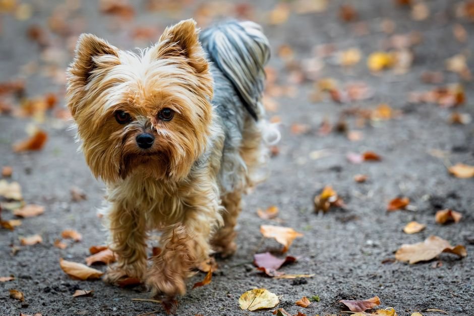 Yorkshire Terrier Tote